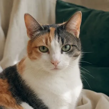 Frida, una gata tricolor