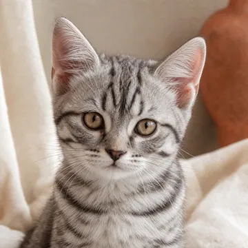 Lola, una gatita atigrada gris