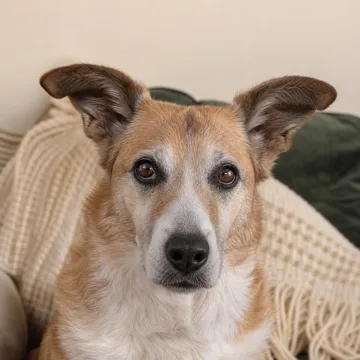 Toto, un perro senior color canela