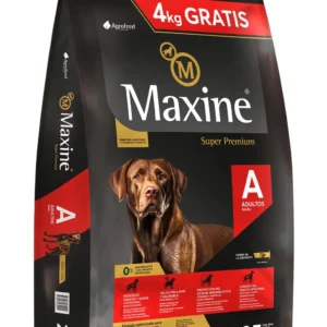 maxine dog adulto