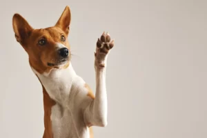 adorable brown white basenji dog smiling giving high five isolated white 346278 1657 1