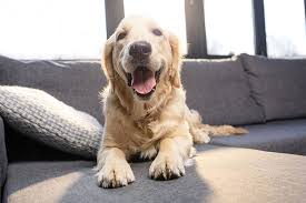 alimento para perro adulto