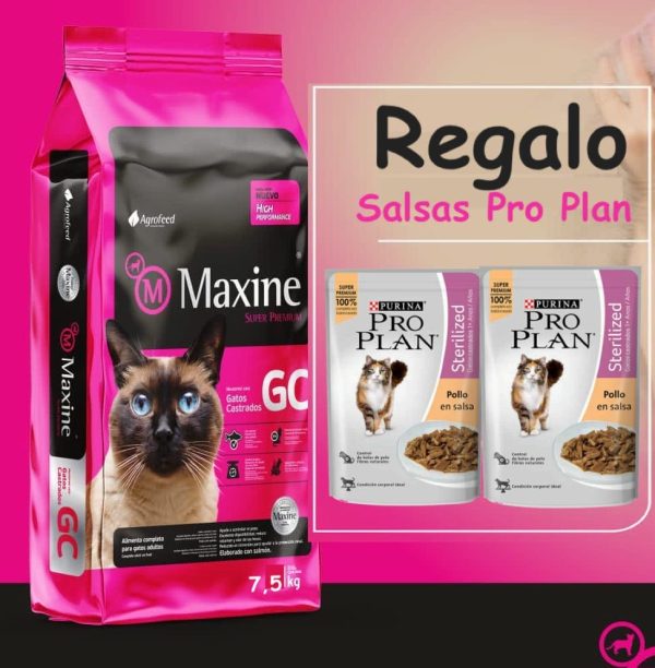maxine gato castrado