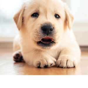 Comida para cachorros 