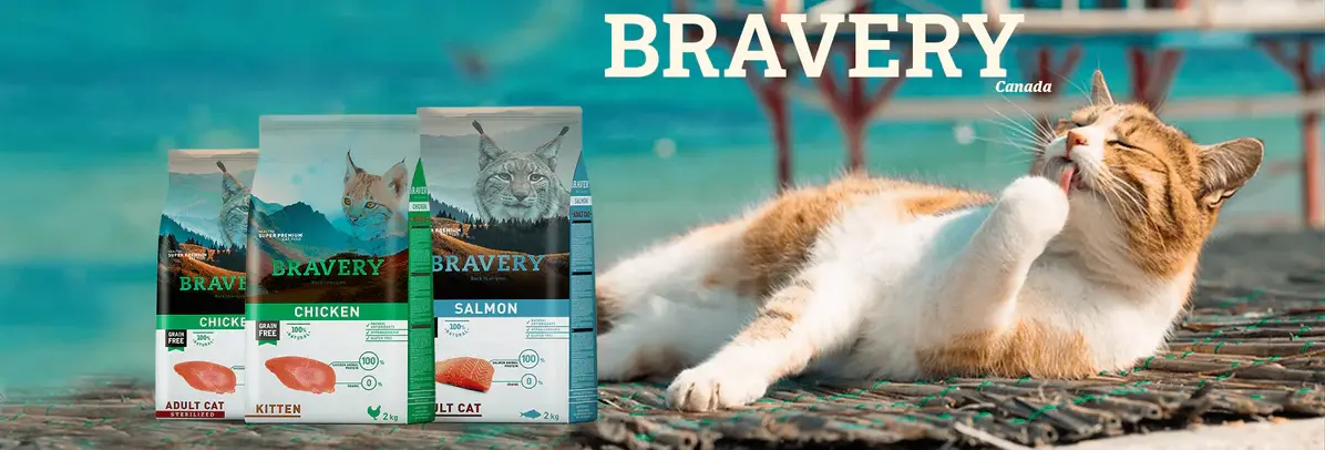 bravery cat